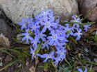 A patch of small blue flowers. 