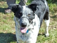 A black and white dog looking at the camera.