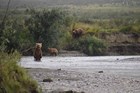 A bear sow and 2 cubs fishing in an Arctic stream.