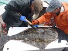 Researchers tag a halibut.