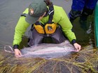 A researcher measures a coho salmon in a stream.