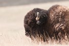 Profile view of a single bison laying in yellow prairie grasses
