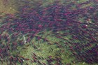 A swirlling school of red salmon in a clear stream.