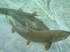 Lake trout in a net underwater.
