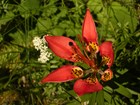 A red, orange wood lily in a grassy area with a small bundle of white flowers in the background. 