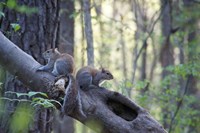 Two eastern gray squirrels on a tree branch