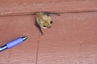 A brown and black bat on the side of a red wooden building with a blue pen for scale.