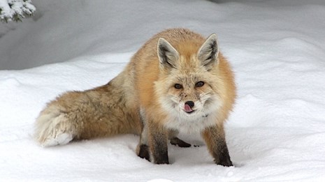 A red fox licking its nose crouches in snow.