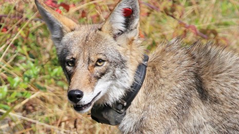 Coyote Tracking in the Marin Headlands (U.S. National Park Service)