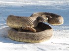a prairie rattlesnake coils up in a defensive posture, with its tongue and tail sticking out.
