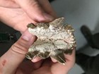 Small jaw held by human hands exposing sharp teeth