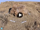 petrified wood tree stump