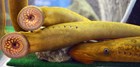 Three long, narrow sea lamprey, two are showing their round sucking mouth full of teeth.