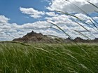 long green grasses with oblong seed pods sway in front of buff badlands formations.
