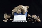 a skull with saber teeth sits on a platform with various fossil fragments surrounding it