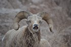 a bighorn sheep with a goofy smile and eyes closed