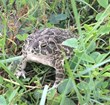 a brownish green toad sits in green grasses.