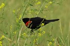 a redwing blackbird perches on a stalk of grass surrounded by other grasses and small yellow buds.