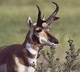 a pronghorn looks into the distance with its white facial markings and pronged horns.