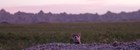 a ferret sticks its head out of a burrow with badlands and a pink sunset in the background