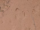 Bear tracks visible in the sand beach. 