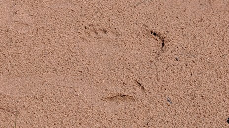 Bear tracks visible in the sand beach.