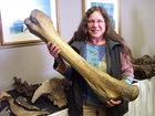 A museum curator holds a fossil.