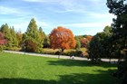 Green grass and trees in autumn. 