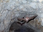 A bat flying out of a cave