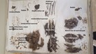 Burmese python Prey Items