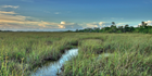 Everglades Ridge and Slough