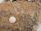 rock with fossil brachiopod shells