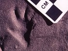 fossil footprint on stone