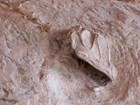 dinosaur skull in rock face