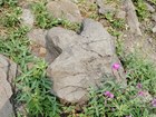 dinosaur footprint in stone