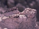 fossil skull with teeth expsoed
