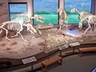 fossils on display in a visitor center