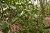Mountain laurel with flower buds.