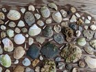 a large assortment of shells spread on a wood plank