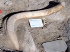 fossil mammoth tusk exposed in the ground