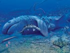 a paleo artist's painting of an ancient shark dead on the seafloor