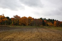 A farm field in autumn. Trees showing autumnal colors