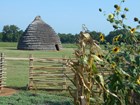 A thatched-hut made of grass stands in a field with sunflowers.