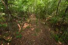 A trail leads through a dense green forest.