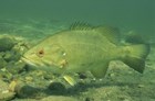 A smallmouth bass stalls underwater.
