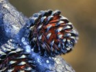 Opened Bishop pine cone blackened on the outside, and orange on the inside.