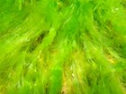 Stringy, green algae underwater