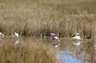 White and pink birds stand in water surrounded by grassy vegetation.