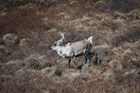 A caribou and her calf