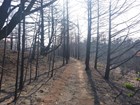 Burned vegetation along a trail, with new growth sprouting at the bases of some charred stems.